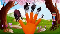 Cow Finger Family Children Nursery Rhymes | Finger Family Rhymes For Babies | Cow Cartoons