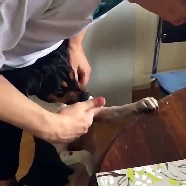 cane lava i denti