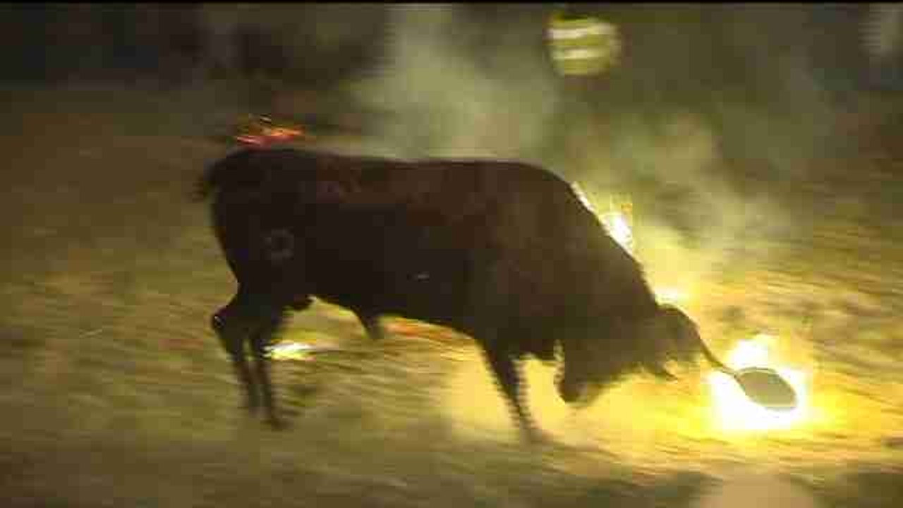 El Toro Jubilo de Medinaceli se celebra bajo fuertes medidas de seguridad