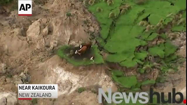 Des vaches coincées sur un îlot de terre après un séisme