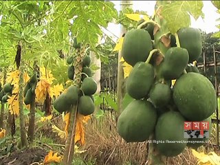 পঞ্চগড়ে পেঁপে চাষে ফিরছে কৃষকের দিন