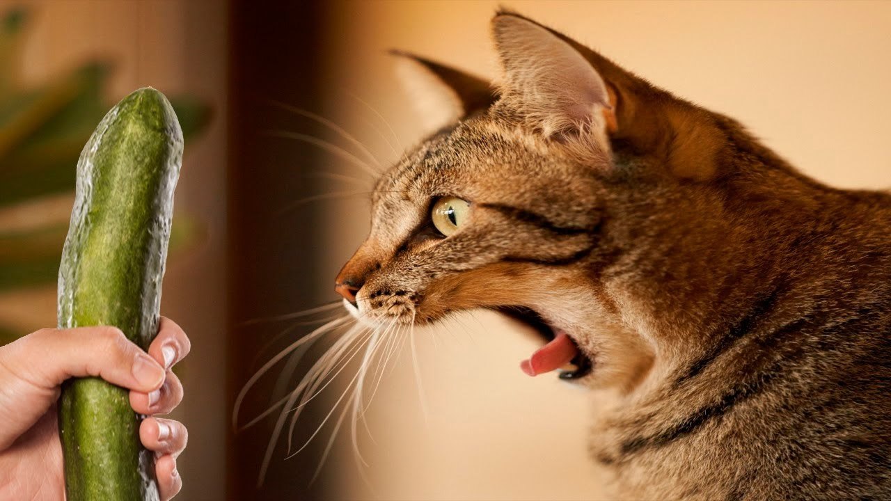 TRY NOT TO LAUGH OR GRIN - Funny Cat & Dog Videos
