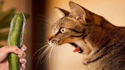 TRY NOT TO LAUGH OR GRIN - Funny Cat & Dog Videos