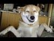 Funny Dogs - World's Funniest Dog Video Ever!