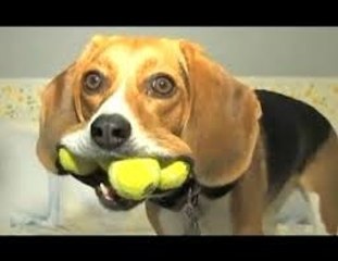 Funny dogs never fail to make you happy and smile - Funny dog compilation