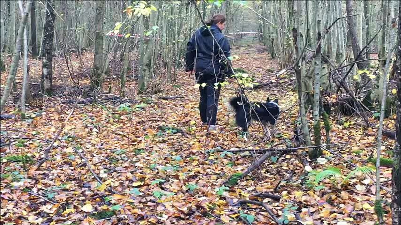 Gin concours cavage "Van Cappel" Montier en der 06/11/2016