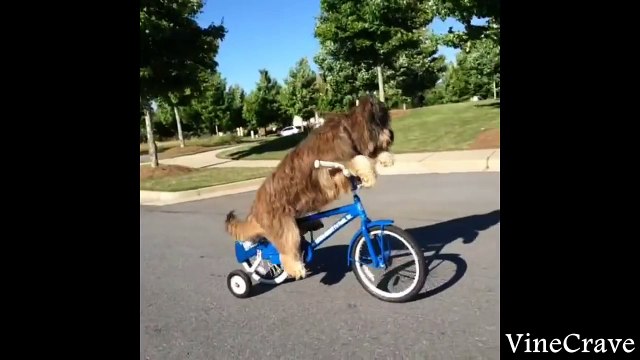 Dog Vines Greatest Hits Compilation ✔ 60 Funny Dog Vines