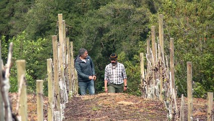 Cambio climático logra vinos en Patagonia chilena