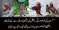 Amazing colourful birds Watch this video of beautiful birds