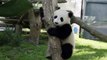 They Wont Be Small Forever - Toronto Zoo Giant Panda Cubs