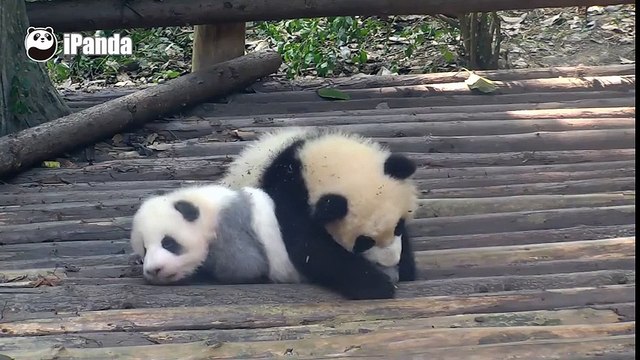 Gấu trúc xám hết mực siêu đáng yêu