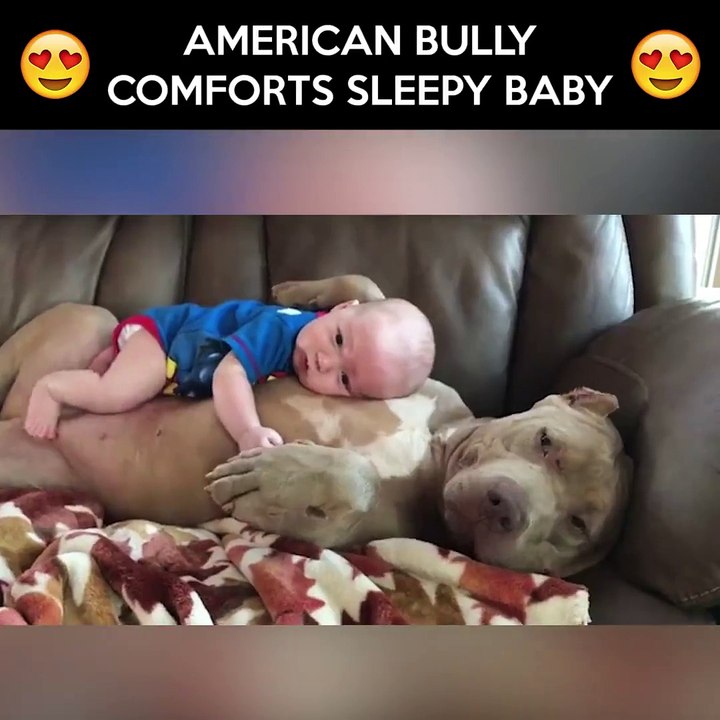 funny video with baby and dog