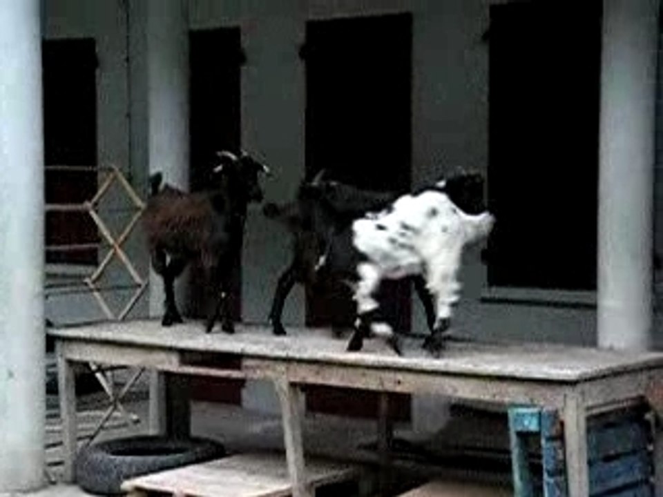 JACKASS CHEVRES