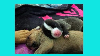 Esta pitbull da a luz a 10 cachorros