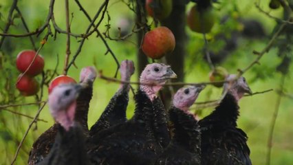 Lidl Christmas Advert 2016 #freerangeturkeys