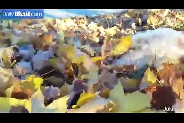 Adorable blind dog has a blast playing in the fall leaves