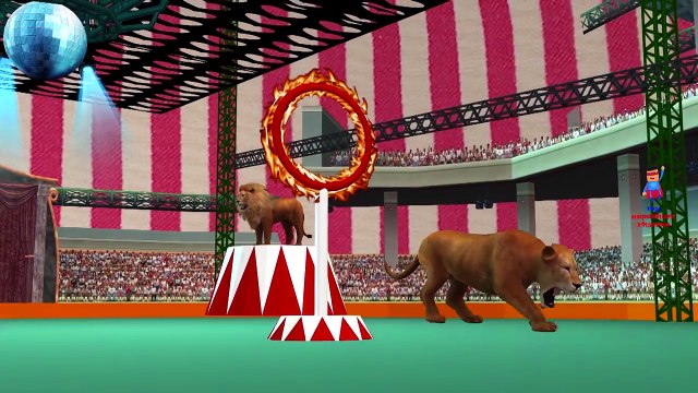 Lion Tiger And Bear Cartoons Dancing And Singing Finger Family Nursery Rhymes For Children