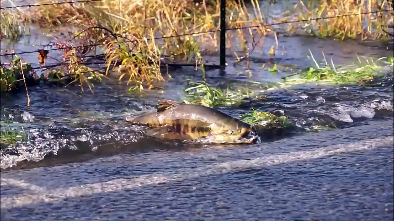 Etats-Unis : des saumons décident de traverser une route