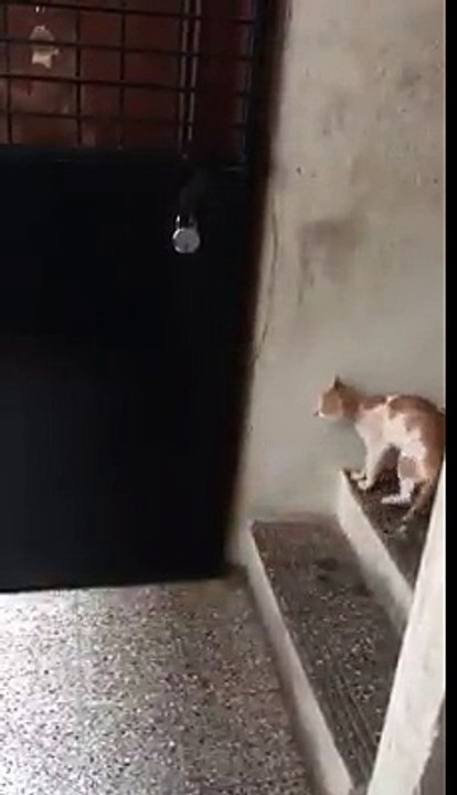 Cats are really wonderfully Amazing