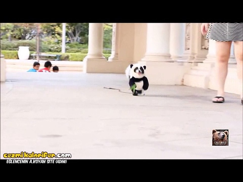 Panda Kostümü Giydirilen Köpeğin Saykoluğu