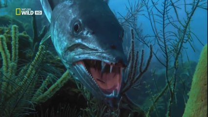 Самые опасные животные. Морской мир.HDTVRip(720p)