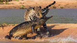 Документальные фильмы Природа Дикой Африки  ( Природа, животные, BBC )