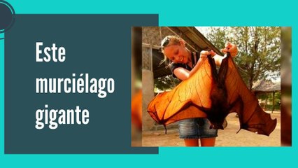 15 fotos soprendente en los animales