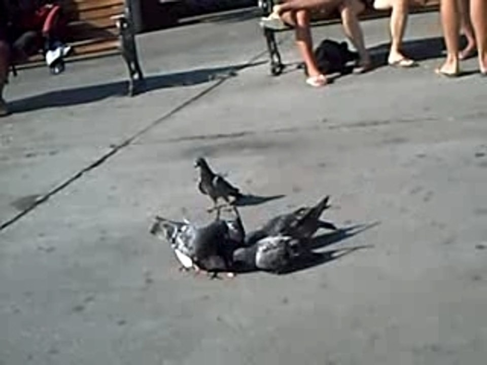 Pigeons Powaaaa