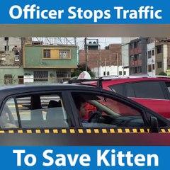 Officer stops traffic to save kitten