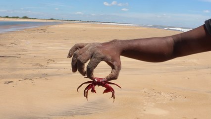 Catches Red Crab Caught on Camera