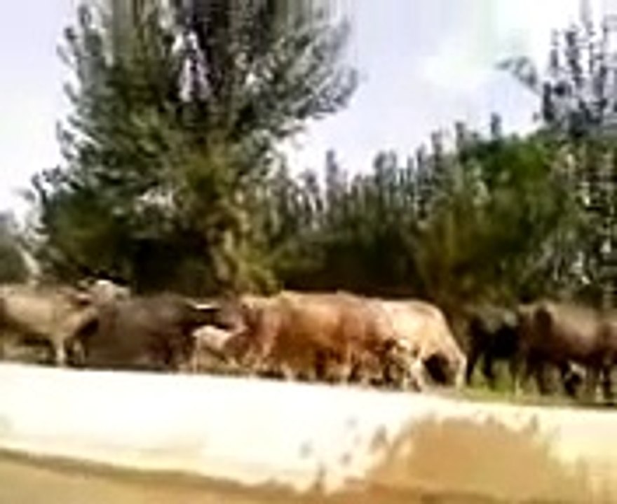 pashto call girl gashti in jangal sex