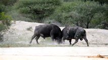 Quick Buffalo Fight - Loser Gets Flipped Over ! Kruger National Park.