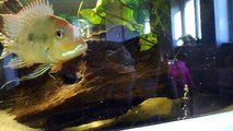 geophagus red head