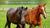 Deutsch lernen mit Tiernamen für Kleinkinder - Abc Videos für Kinder | Lernvideos für Kinder