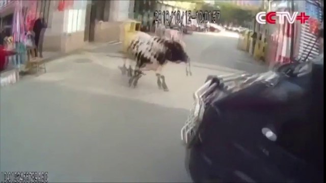 Un taureau en liberté défonce un magasin en Chine