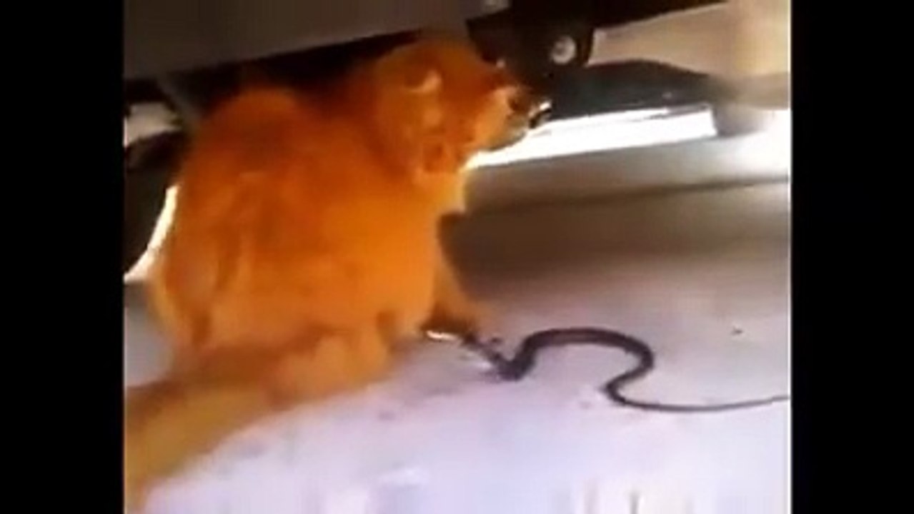 New Cat123