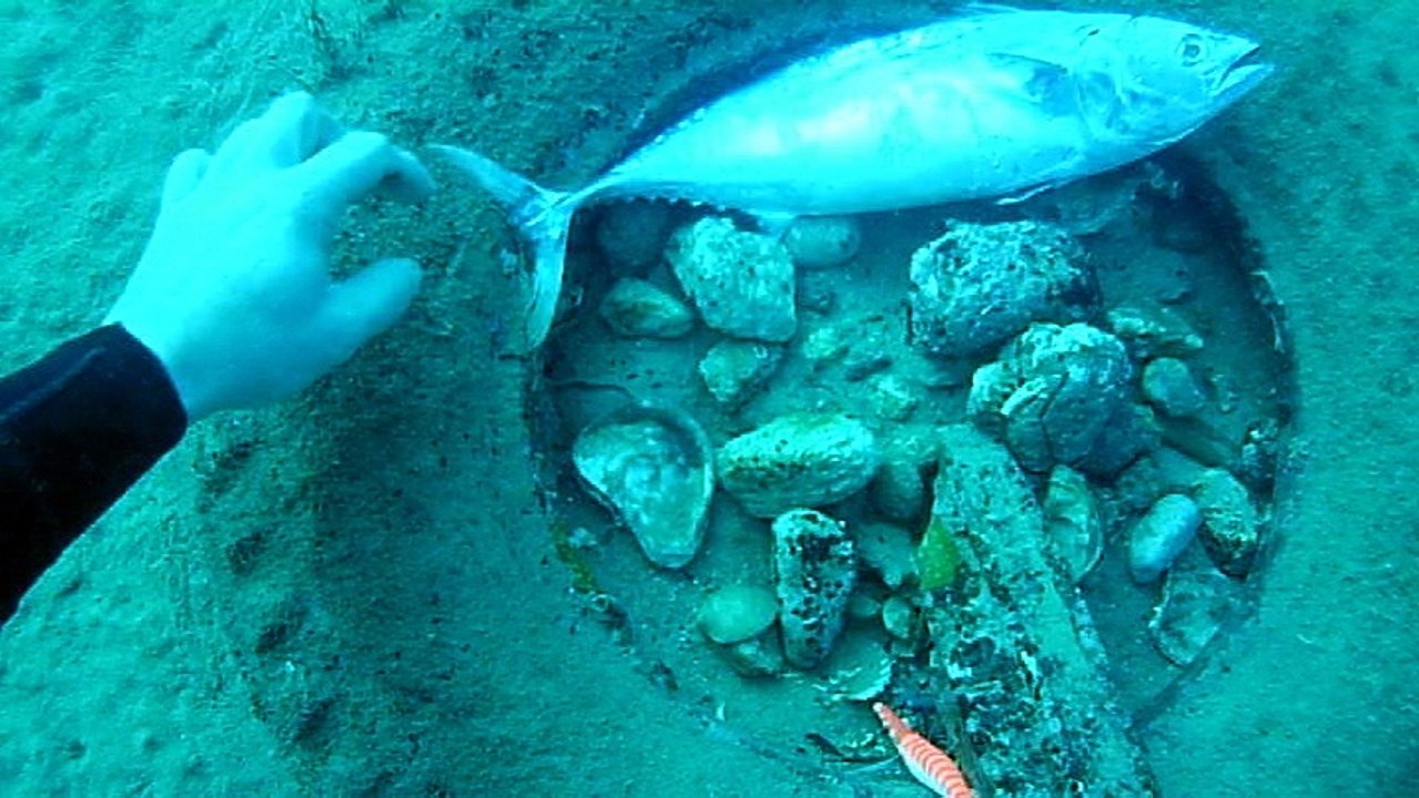 Surprise Under The Sea