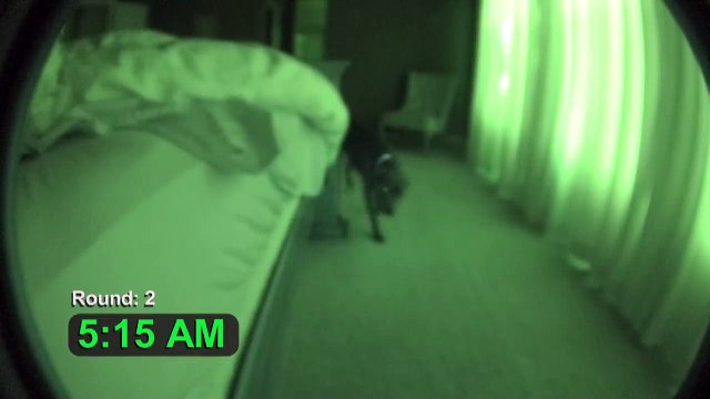 Un chien réveille son maître et reviens tout le quart d'heure ça demande