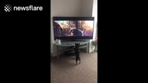 Chihuahua is fascinated by new John Lewis Christmas advert