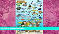 Best Buy Deals  Bermuda Reef Creatures Guide Franko Maps Laminated Fish Card 4