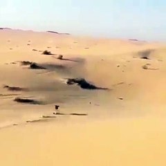 Arab Hunting Rabbit -World Fatest Dog