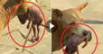 Pet Dog Save The Life of Born baby | Dog saves life of baby | Pet Dog does wonderful act