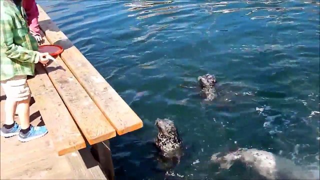 Tu penses pouvoir pecher tranquille et 6 phoques rappliquent pour jouer