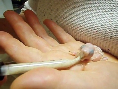 Nourrir un bébé perruche au biberon... Adorable