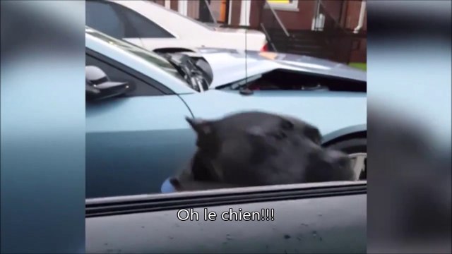 Ne jamais faire copain-copain avec un chien de garde...