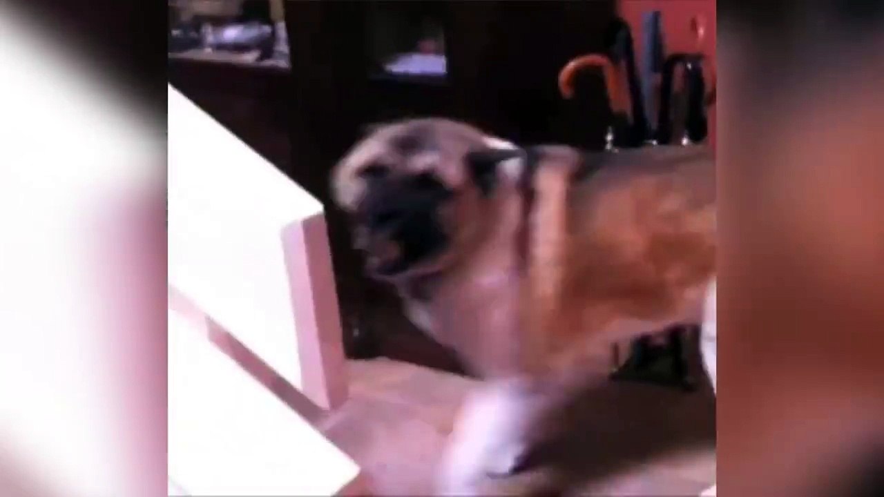 Ce chien est passionné par les rouleaux de papier toilette... Ahaha