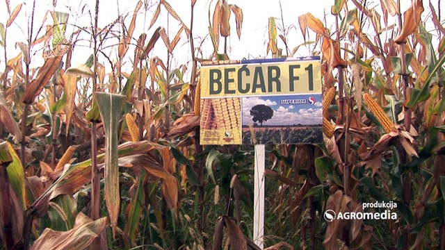 Sa hibridom kukuruza Bećar do zlatne medalje!