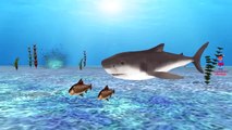 Finger Family Rhymes Sharks Cartoons for Children | 3D Shark Finger Family Children Nursery Songs