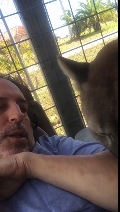 Cougar playtime