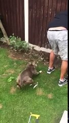 Dog has tug of war with tree stump